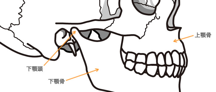下顎骨,下顎頭,上顎骨