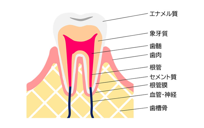 歯の構造