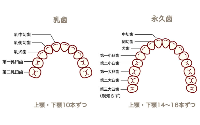 乳歯と永久歯