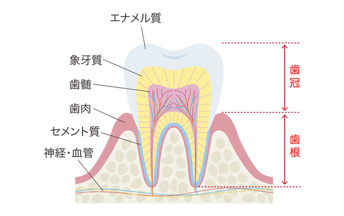 歯の構造,歯冠と歯根