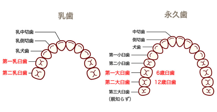 シーラントの対象となる歯は、乳歯の奥歯や、新たに生えてくる奥歯の永久歯である6歳臼歯（第一大臼歯）や12歳臼歯（第二大臼歯）になります。