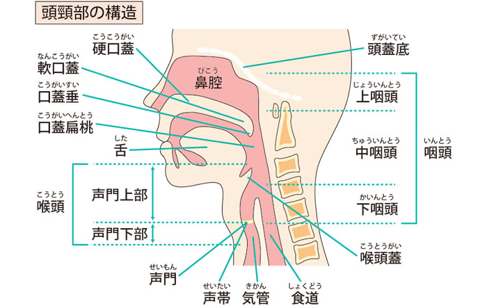 頭頚部の構造～舌・口唇・顎