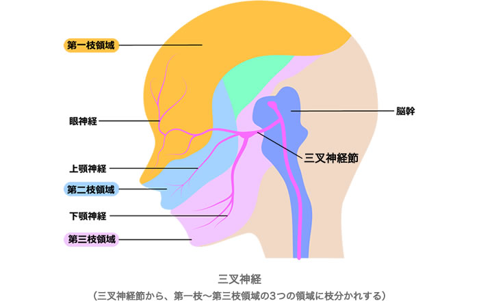 三叉神経