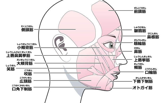 口腔周囲の動きには、非常に多くの筋肉が関係する