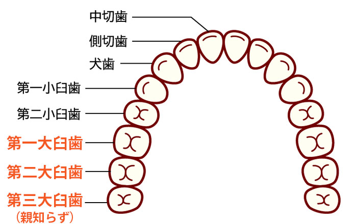 大臼歯(第一大臼歯・第二大臼歯・第三大臼歯(親知らず))