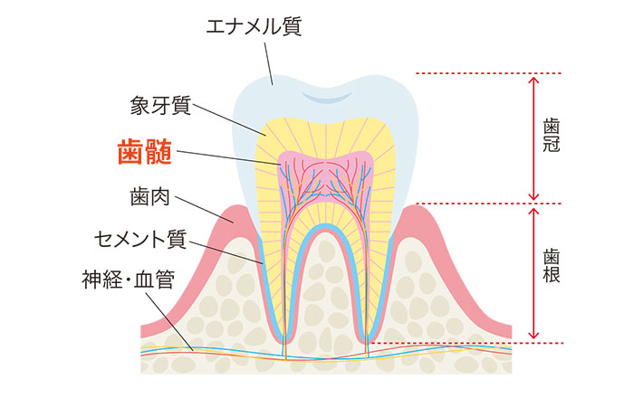 歯髄とは？