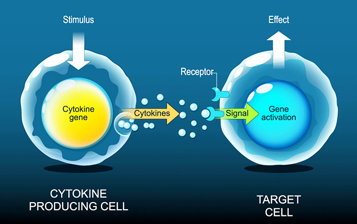 全身をめぐる炎症物質(サイトカイン)が肌に到達