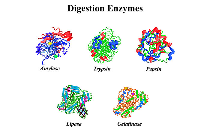 舌で舐めると乾燥が進む理由:唾液中の酵素が唇の角質を分解してしまう
