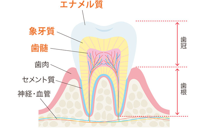 歯の構造