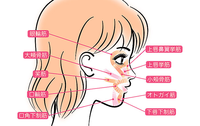 噛む回数の減少と表情筋の衰え