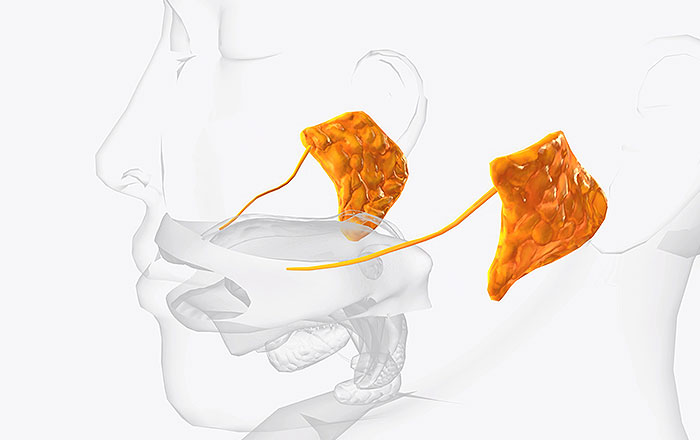 唾液には「若返りホルモン」と呼ばれる成分がある