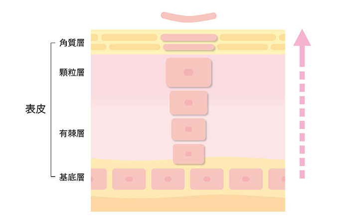 パロチンの効果：肌のターンオーバーを整える
