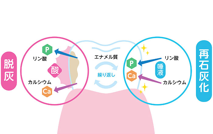 パロチンの効果：骨や歯を丈夫に保つ（再石灰化の促進）